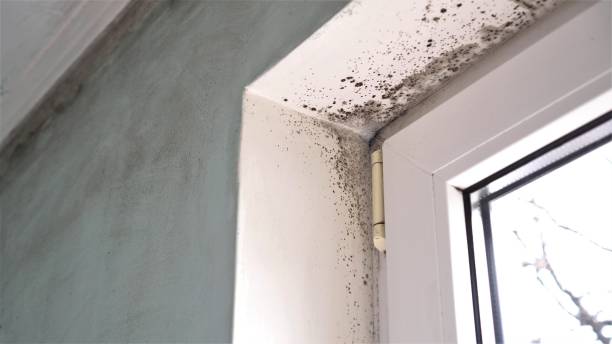 Best Black Mold Removal  in Greenfield, WI