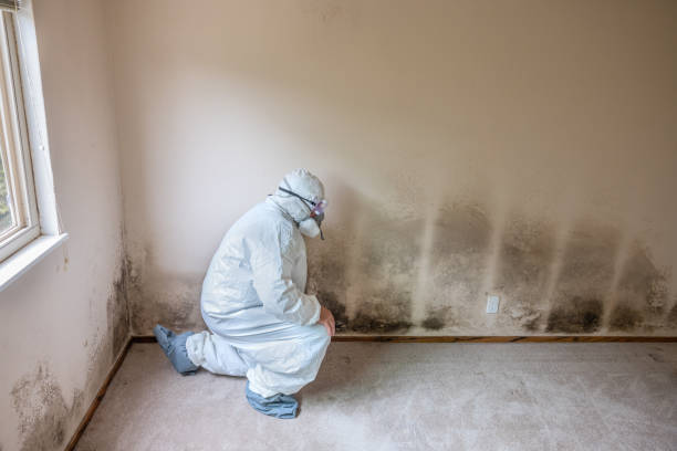 Professional Mold Removal in Greenfield, WI