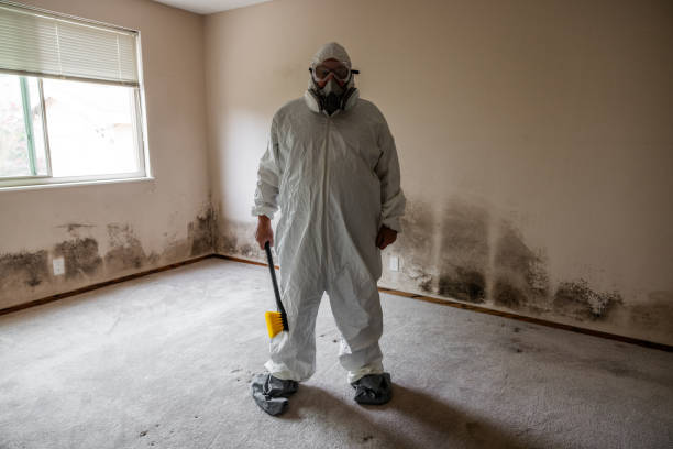 Best Black Mold Removal  in Greenfield, WI