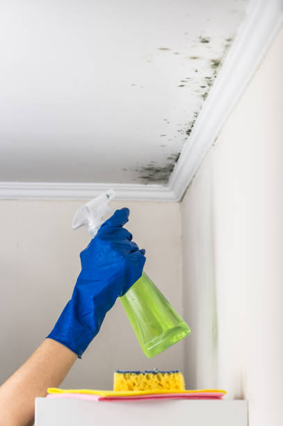 Best Mold Damage Repair  in Greenfield, WI